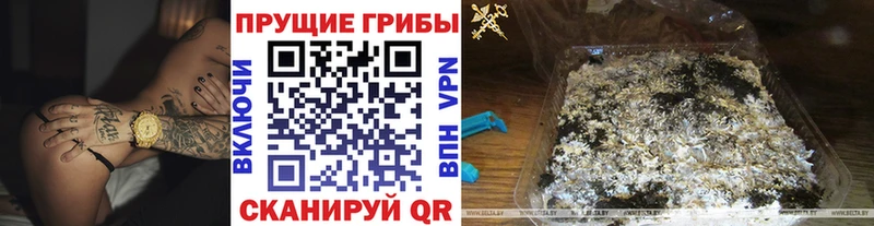 хочу   Окуловка  Псилоцибиновые грибы Psilocybe 